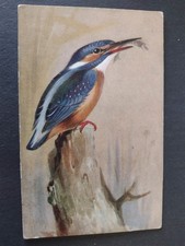 Bird Postcard, Kingfisher