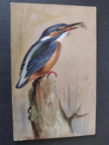 Bird postcard kingfisher - bird, postcard,