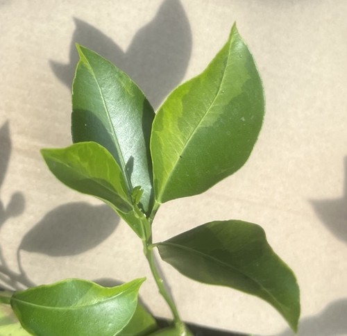 10cm variegated orange tree - 10cm,