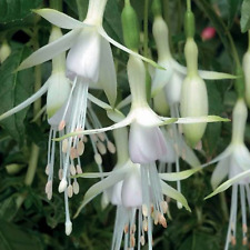 6 Hardy Fuchsia Hawkshead