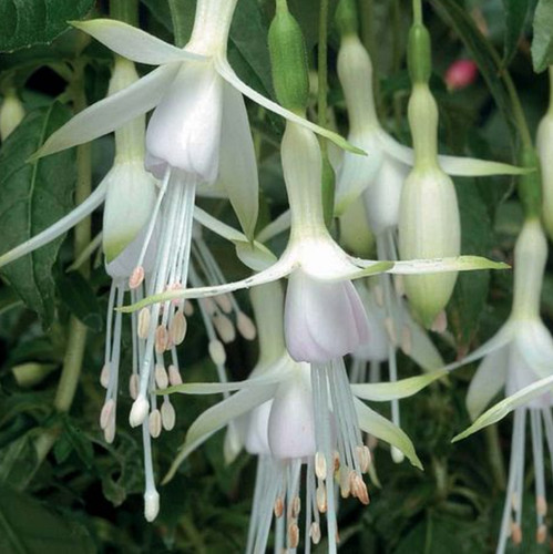 Hardy fuchsia hawkshead - fuchsia,