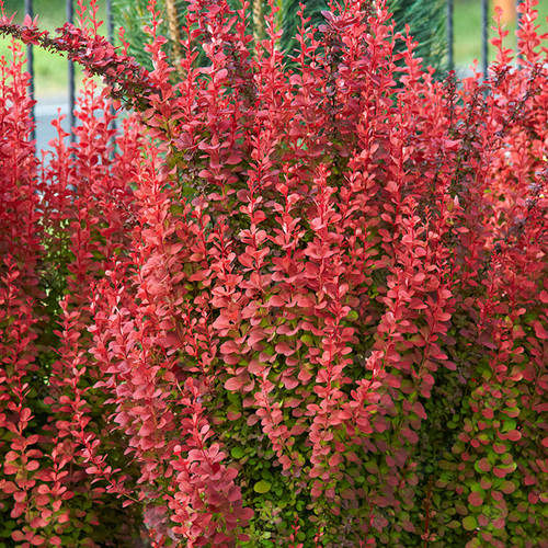 Berberis thunbergii orange - x,