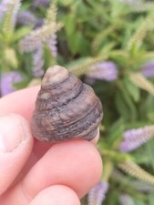 VERY RARE PLEURTOMARIA