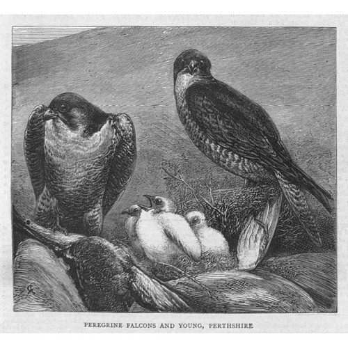 Peregrine falcons and young - peregrine,