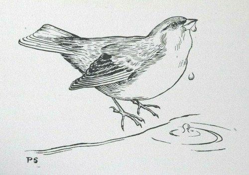 Drinking finch sir peter - finch,