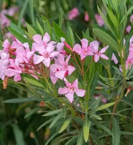 10cm sweetly fragrant - 1, x