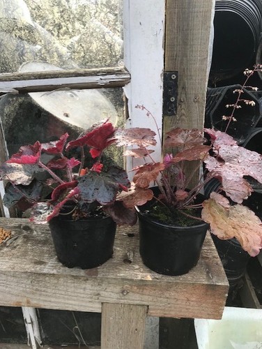 Heuchera palace purple not - heuchera, purple'