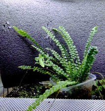 Nephrolepis cordifolia