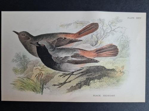 Antique print black - print,