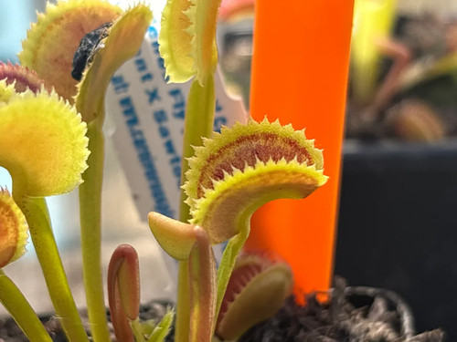 Venus fly trap southwest giant - venus,