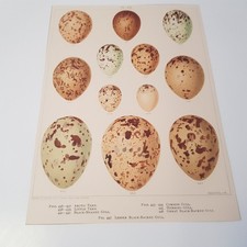 Antique Bird Egg c1890s art print lithograph ornithology Frohawk British #25