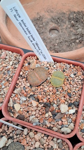 Lithops lesliei albinica ex - lithops,