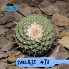 6.4CM Plant SucculentLive