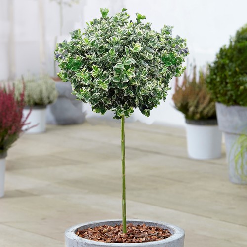 Euonymus emerald gaiety tree - euonymus,