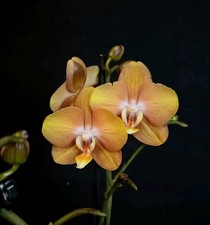 Phalaenopsis "Las VEGAS" 3