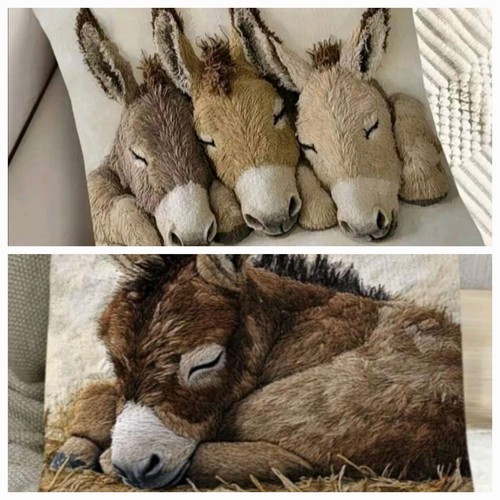 Beautiful sleeping donkey - beautiful,
