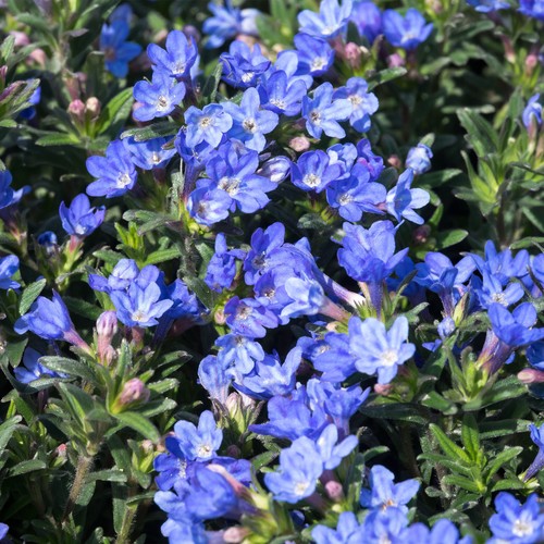 Lithodora heavenly blue - lithodora,