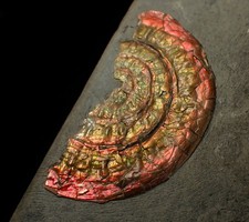 Iridescent ammonite fossil Caloceras Jurassic Fossils UK ammolite gem gemstone