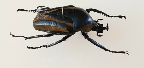 Dicronorhina derbyana blue - dicronorhina,