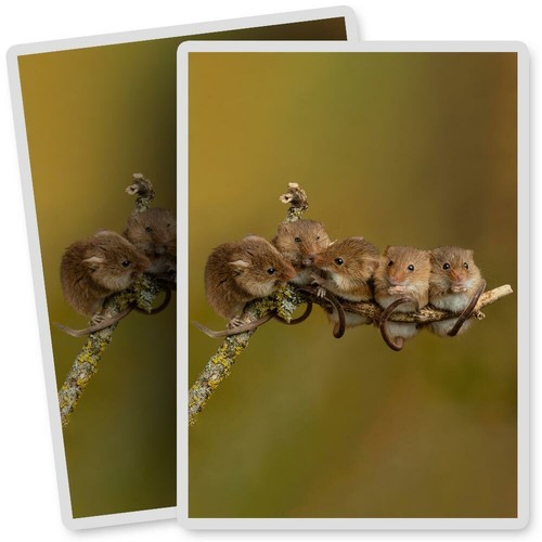 Vinyl stickers 7x10cm - vinyl,