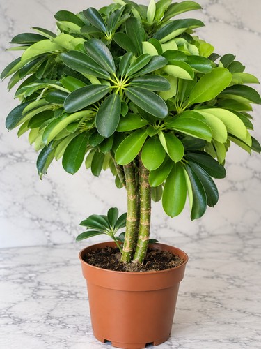 Rare large schefflera - rare, umbrella