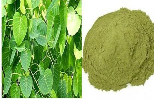 Peepal leaf powder ficus - leaf,