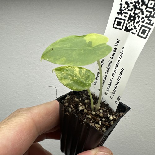Alocasia sedenii aurea - alocasia,