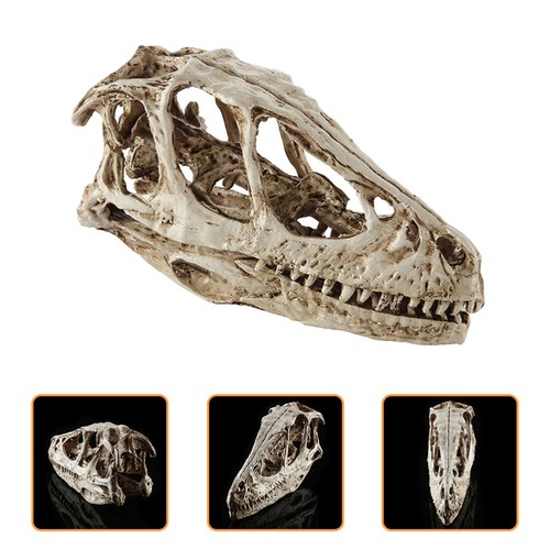 Realistic animals skull head - realistic,