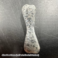 Fossil Dinosaur Bone -