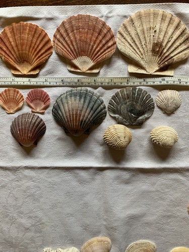 Shells mostly scallop - shells,,