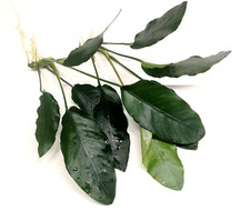 2x Anubias Barteri var Barteri