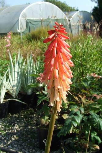 Kniphofia strawberries and - kniphofia,