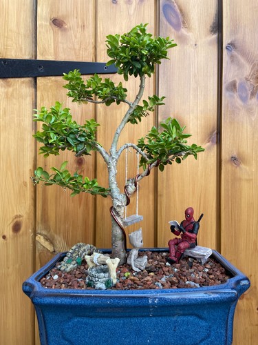 40cm large japanese holly - large,