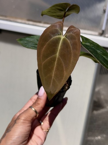 Anthurium bvv aos pap ra10 - x,