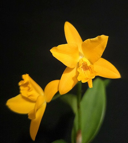 Mini cattleya yellow compact - yellow.,