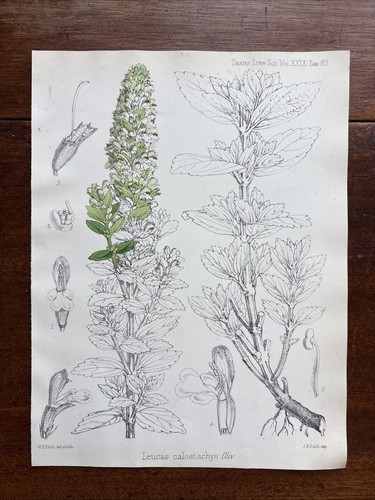 Antique leucas calostachys - antique,