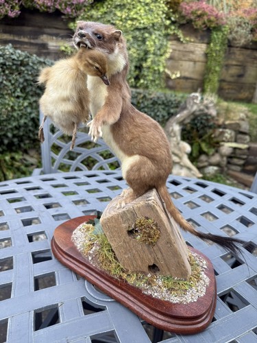 Taxidermy weasel - taxidermy,