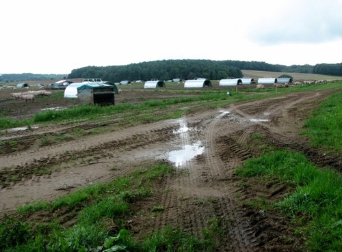Photo 6x4 pig arks - photo,