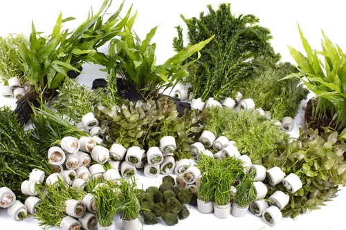 Live aquarium plants - live,