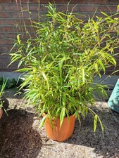 Bamboo plant cm - bamboo, 60