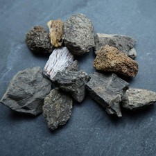 Fossil dinosaur bone fragments