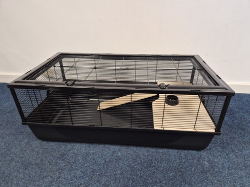 Rat hamster pet animal large - rat,