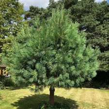 Pinus Wallichiana Bhutan Pine 5 Litre Pot Evergreen Conifer