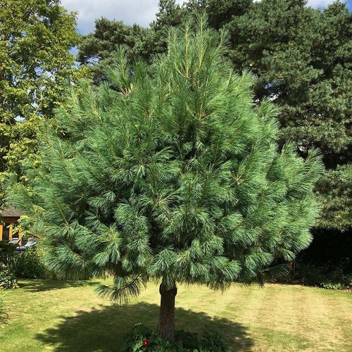 Pinus wallichiana bhutan - wallichiana,