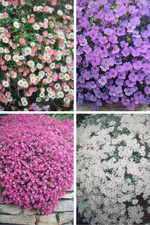 Low growing flowers Aubretia