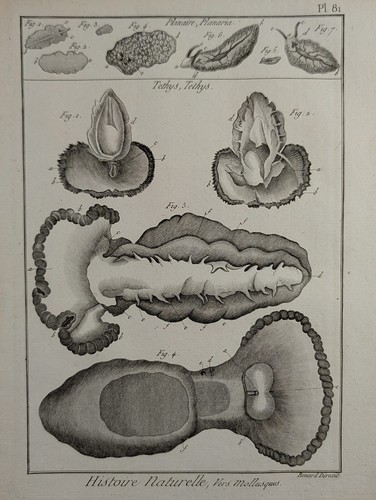 Antique 1791 encyclopedie - 1791,