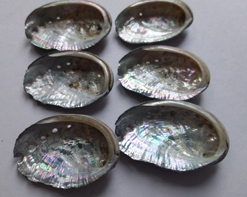 Natural iridescent abalone - natural,
