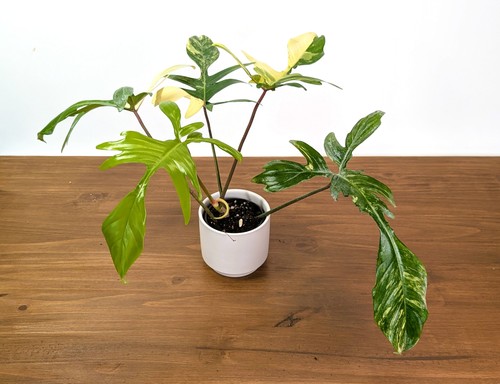 Philodendron florida beauty - philodendron,