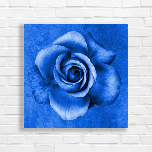 Stunning black and white - black, rose