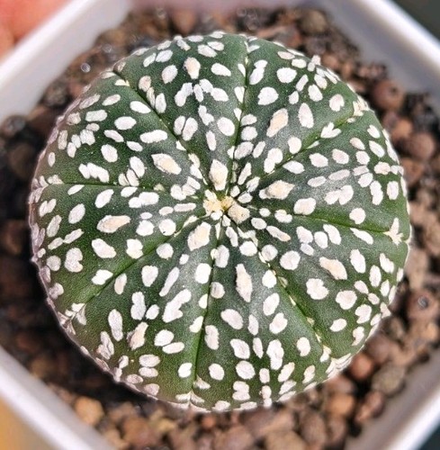 Astrophytum asterias - astrophytum,